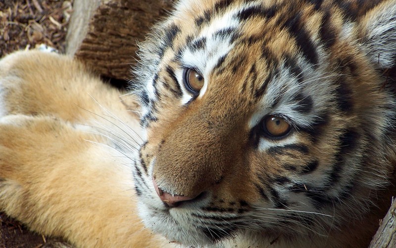 big cats, tiger, animals