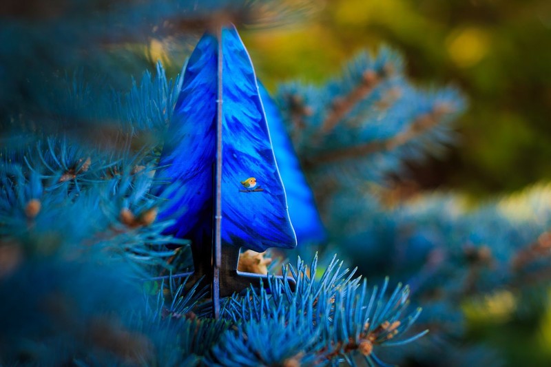 pine trees, nature, trees, plants