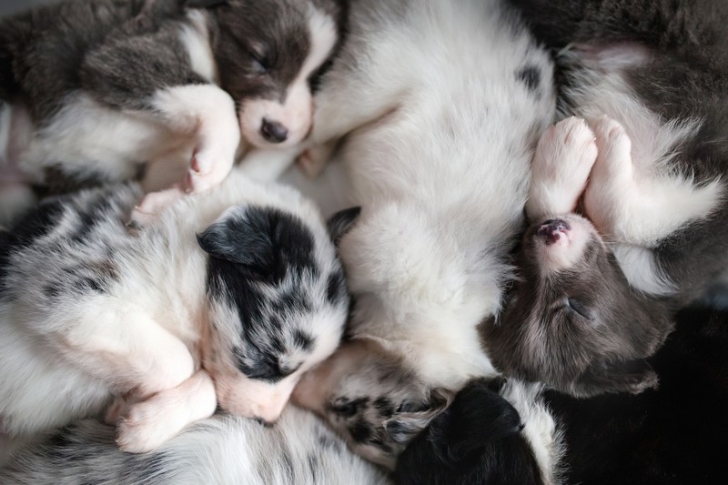 puppies, baby animals, sleeping, dog, animals
