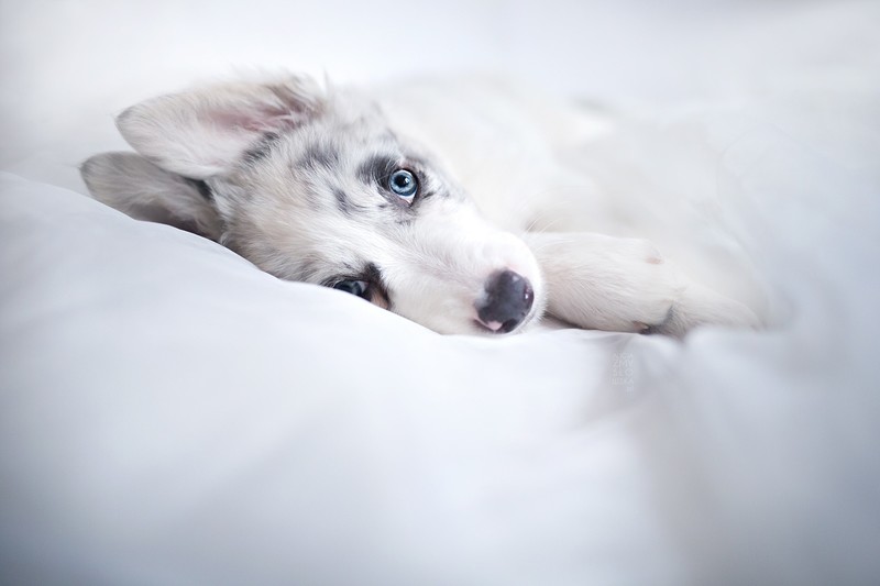 white, dog, animals