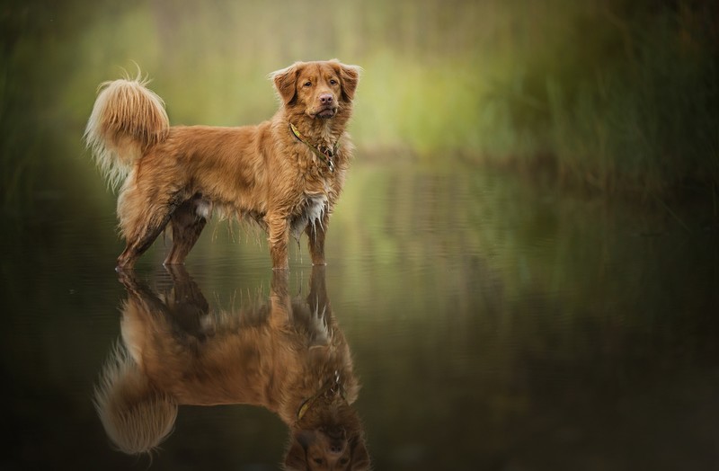 water, reflection, dog, animals, wet