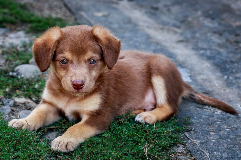 puppies, dog, animals