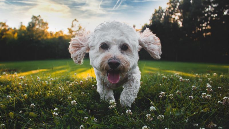 dog, protruding tongue, cute, shaggy, pet, 4k