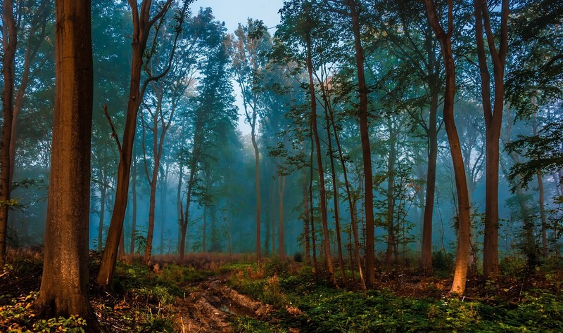 forest, nature, trees, depth of field, mist, peacefull