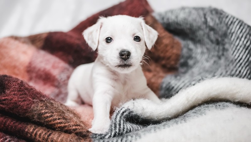 dog, baby animals, puppies, animals
