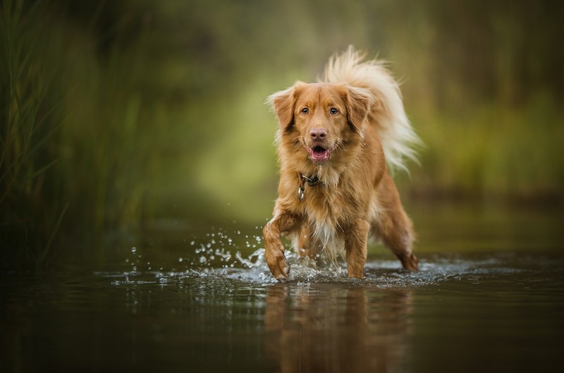 nature, water, dog, animals