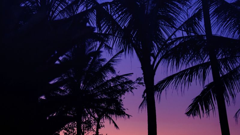 palm trees, dark, silhouettes, twilight, sunset, 4k