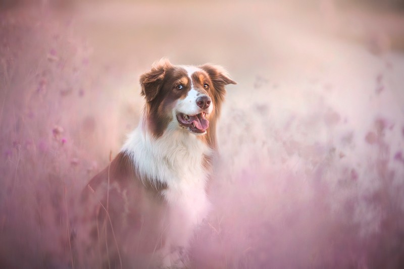 nature, dog, animals