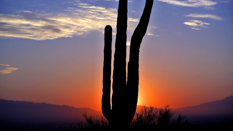 cactus, landscape, sunset, nature