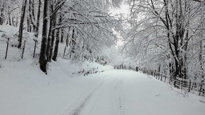 nature, winter, national park, snow, road, fence, forest