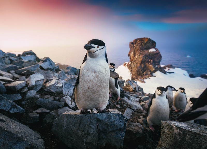wildlife, animals, penguins