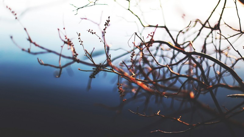 nature, macro, twigs, plants