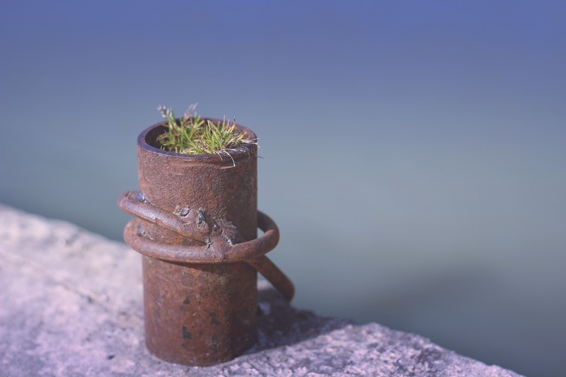 minimalism, blue, grass, plants