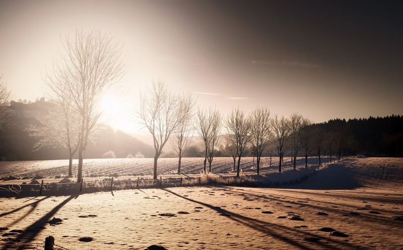 winter, landscape, nature, trees, snow
