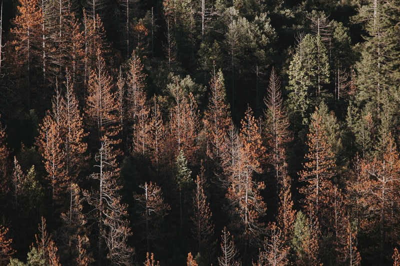 Yosemite National Park, USA, North America, pine trees, nature, landscape, forest, far view, trees