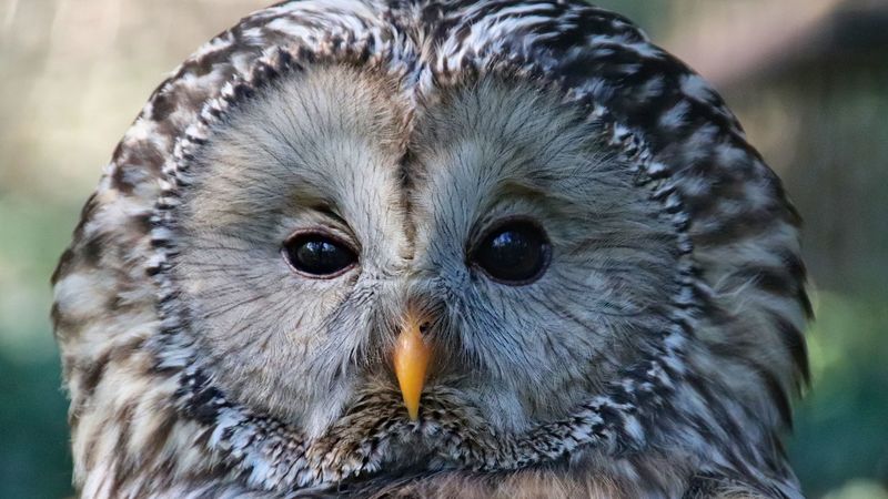 owl, bird, glance, sleepy, 4k