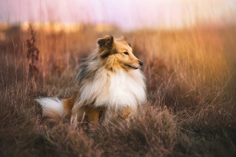 nature, dog, animals, Collie