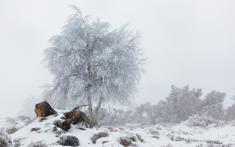 winter, nature, snow, landscape, trees