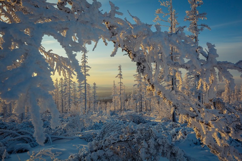 winter, nature, snow, landscape, trees