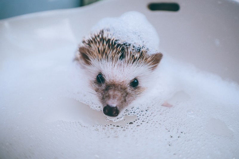 animals, soap, hedgehog
