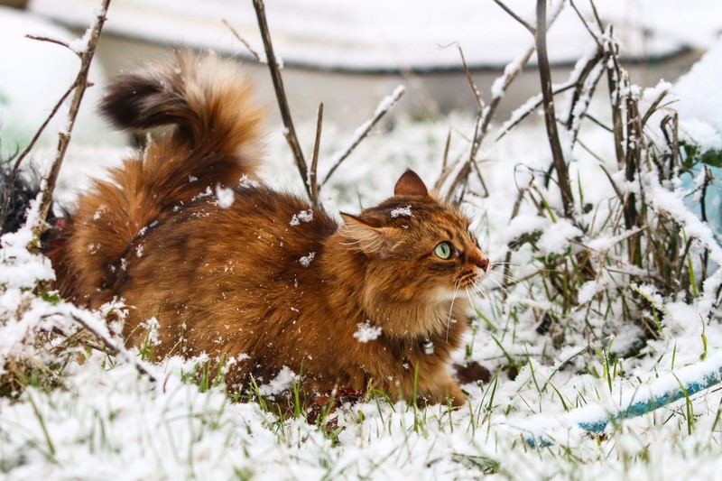 winter, snow, nature, cats, animals, grass, snowing