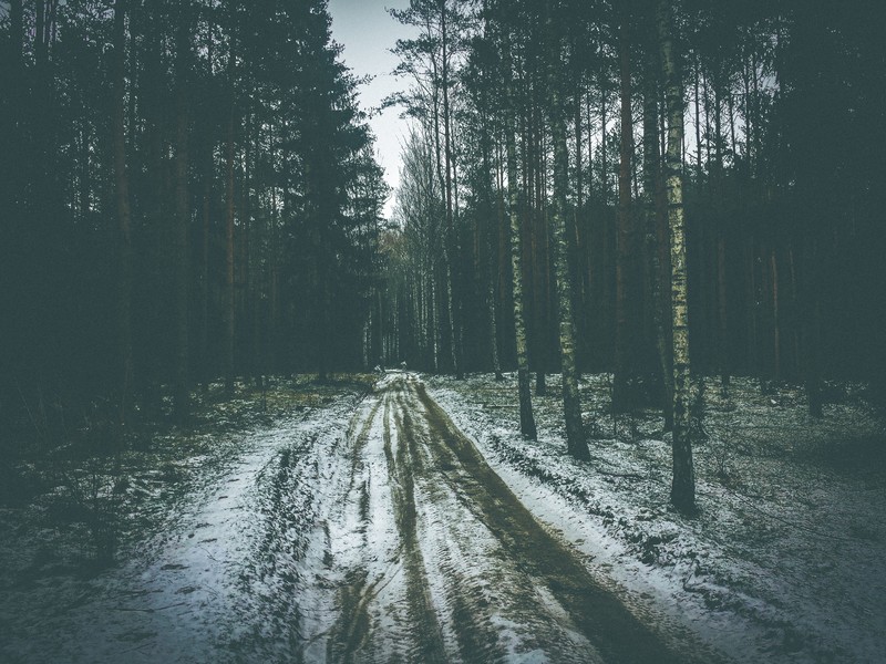 winter, landscape, nature, forest