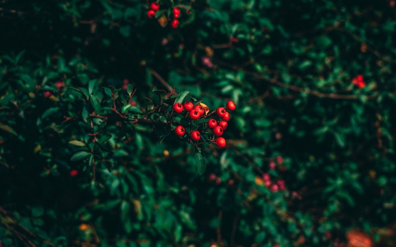 nature, leaves, depth of field, closeup