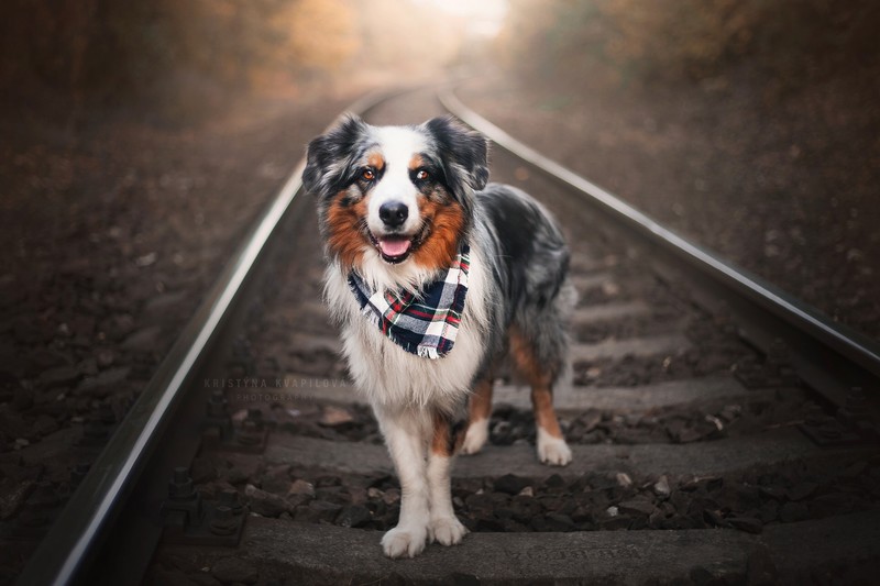 dog, railway, animals