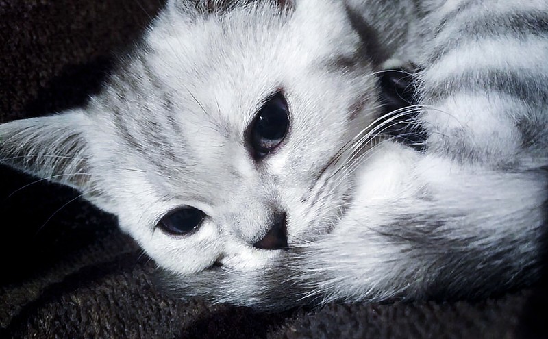 cats, animals, closeup