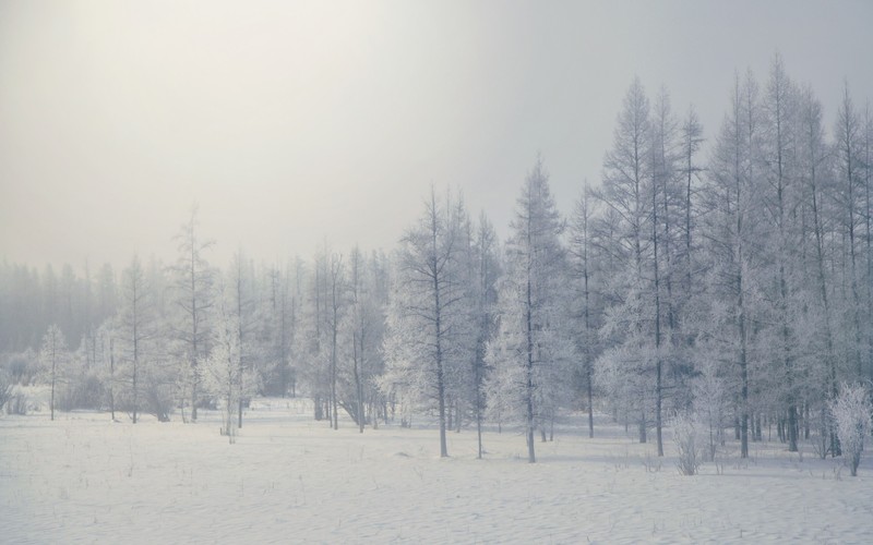 trees, winter, nature