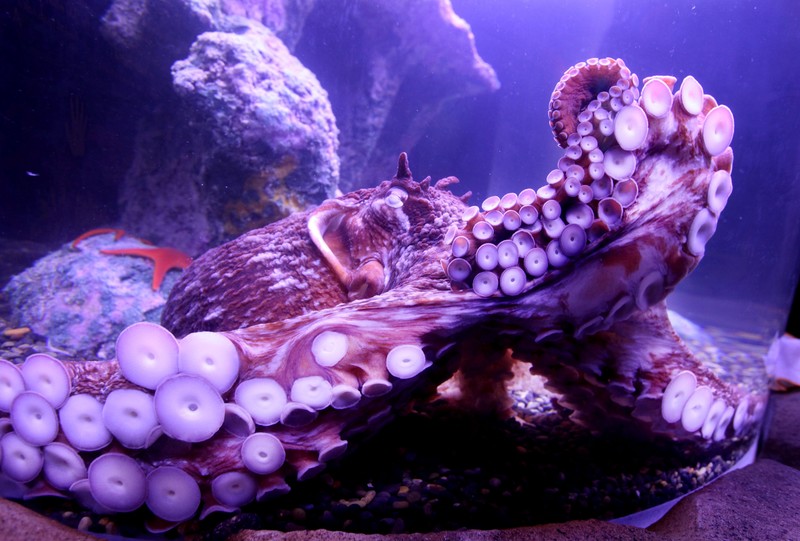 octopus, sea, underwater