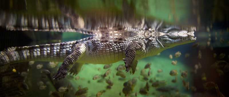 underwater, alligators, animals, fish, crocodile