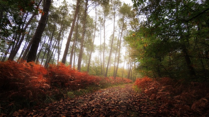 nature, fall, forest, trees