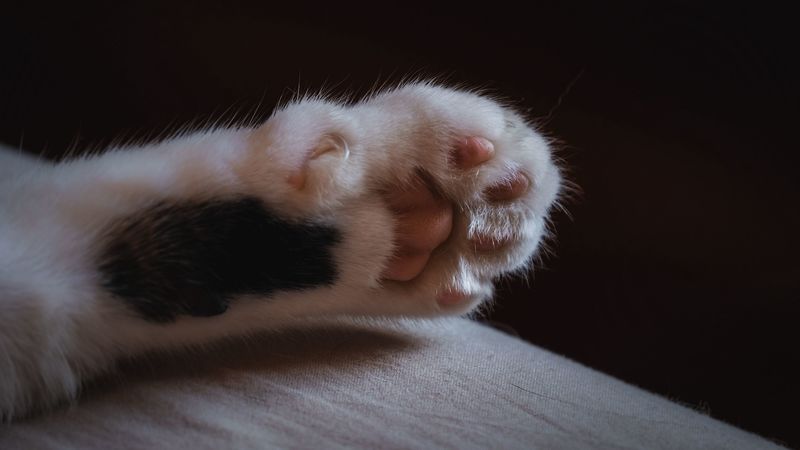 cat, paw, claws, wool, 4k