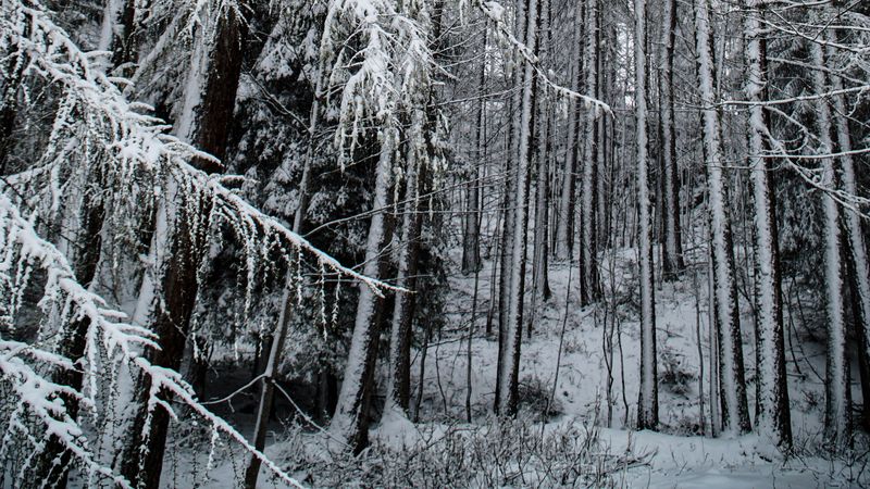 forest, snow, trees, snowy, winter, 4k