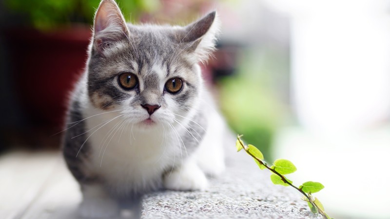 cats, animals, leaves, brown eyes, outdoors