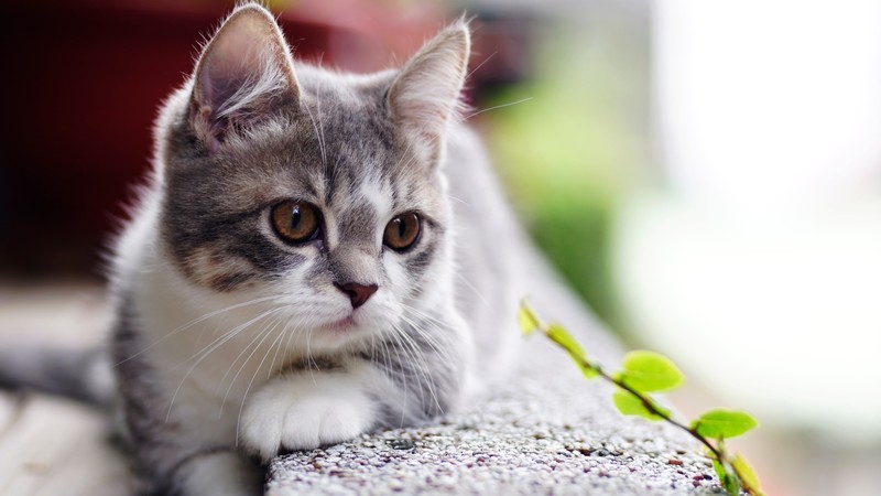 cats, animals, brown eyes, leaves, outdoors