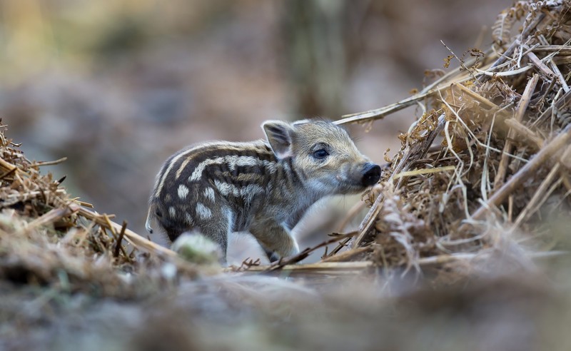 baby animals, nature, pigs