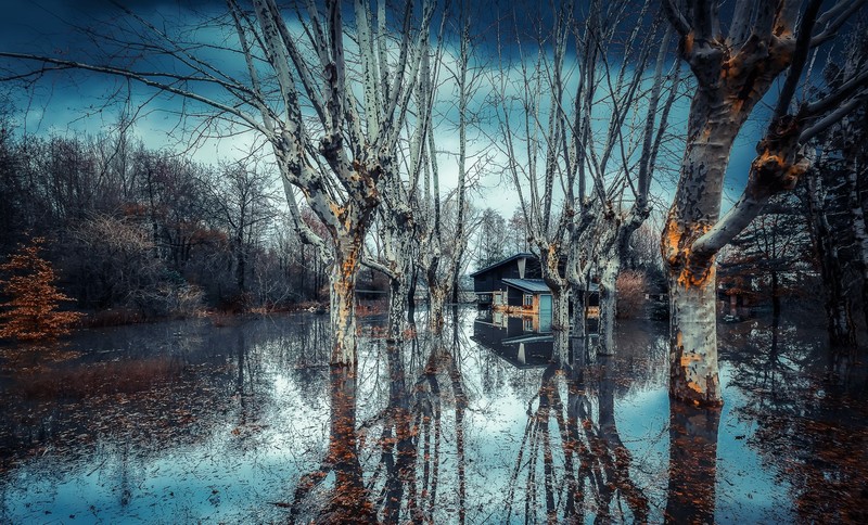 water, trees, blue, nature
