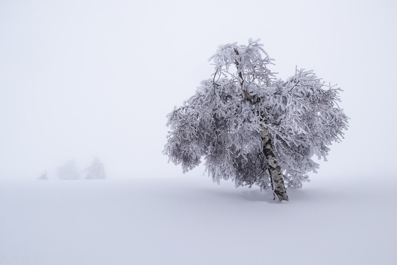 trees, nature, landscape, winter, snow, birch