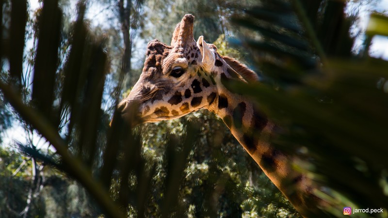giraffes, animals, wildlife
