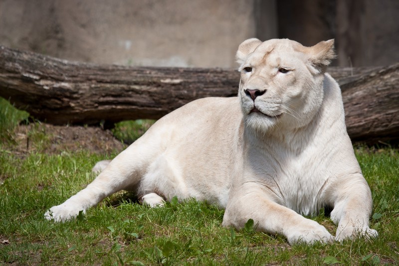 animals, lion, white lion, Zoo, looking into the distance