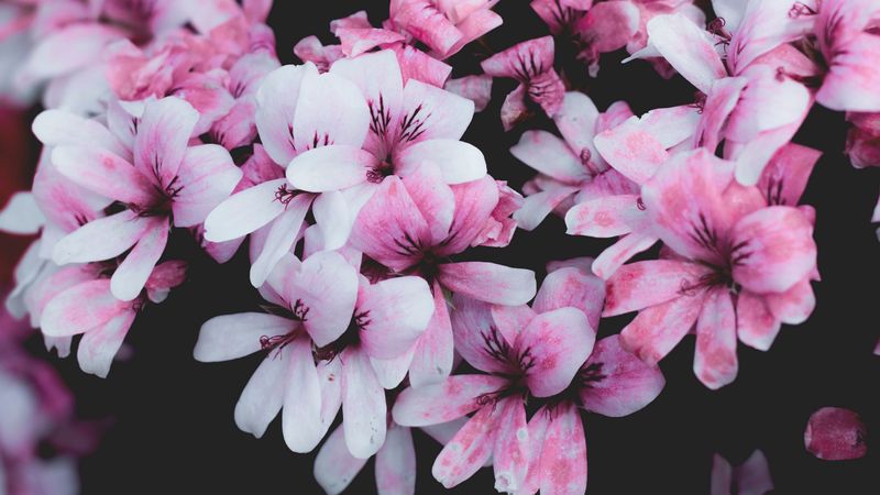 geranium, flowers, pink, bush, bloom, 4k