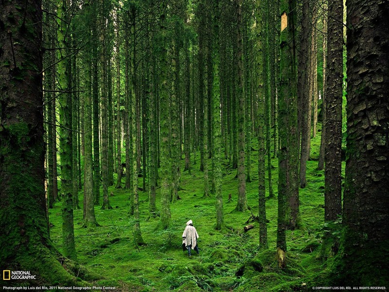 nature, landscape, National Geographic, trees, forest, grass, moss, Scottish Highlands, UK, Scotland, raincoat, back