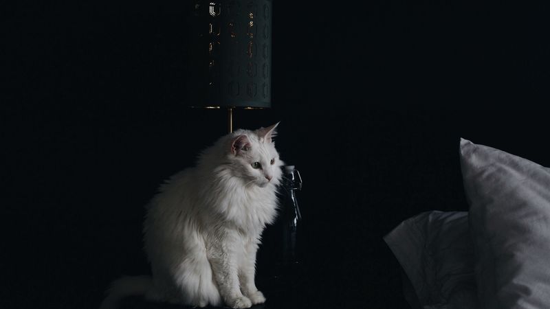cat, lamp, fluffy, white, 4k