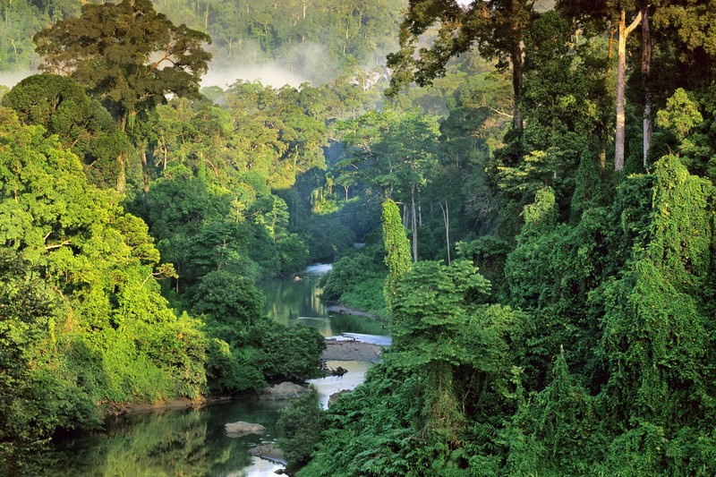 nature, landscape, National Geographic, trees, Borneo, Malaysia, forest, jungle, river, mist, tropical forest