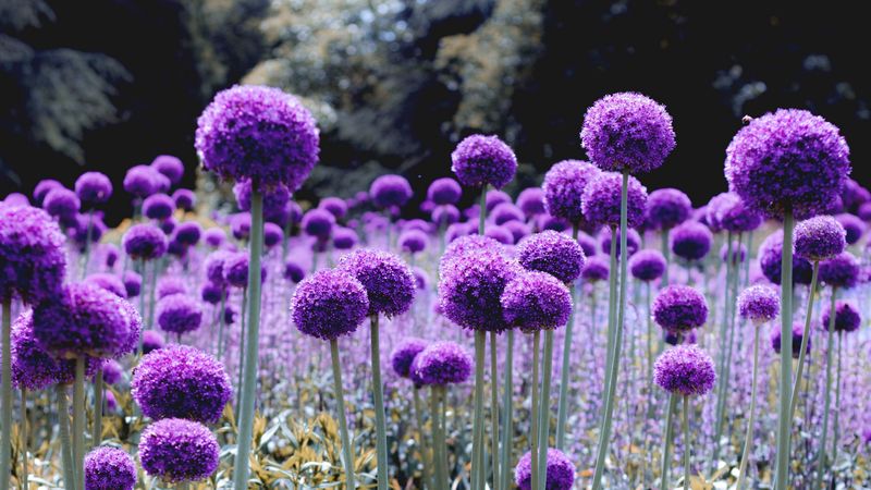allium, bloom, purple, glade, 4k