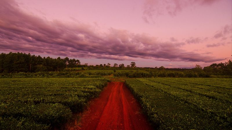 path, field, grass, sunset, sky, clouds, 4k
