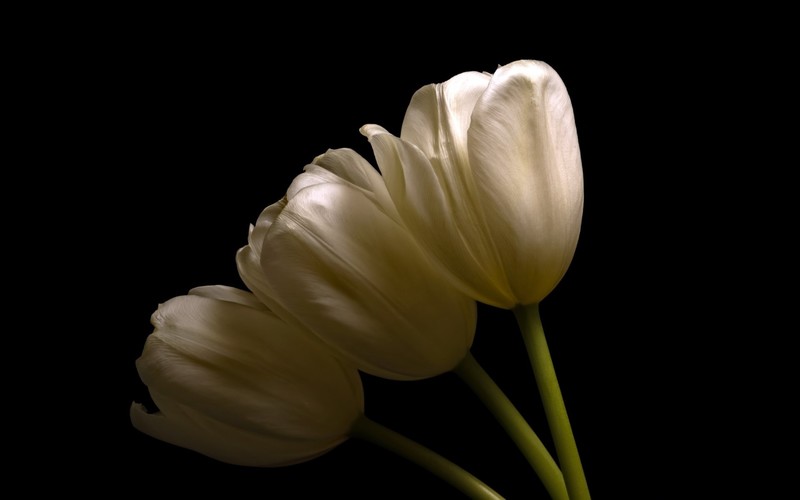 dark, flowers, plants, tulips
