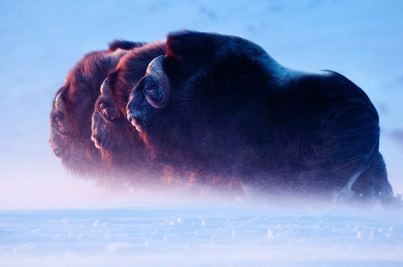 nature, ice, animals, buffalo, snow, windy, horns